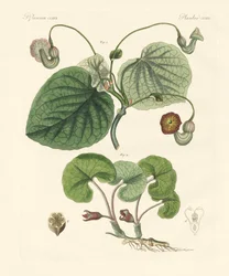 Arten von Aristolochia-Pflanzen