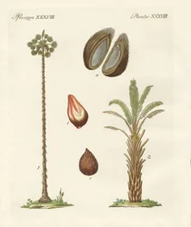 Palmenarten