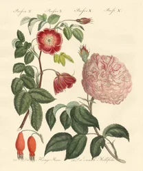 Arten von Rosen