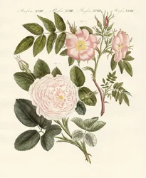 Arten von Rosen