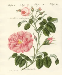 Rosenarten