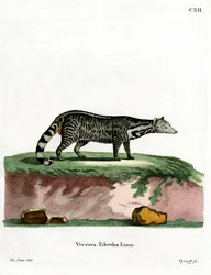 Große Indische Zibetkatze