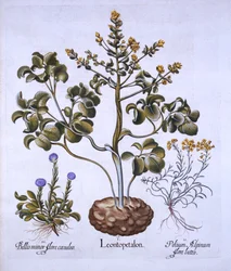 Löwenblatt und Alpenblumen, aus Hortus Eystettensis, von Basil Besler, 1613
