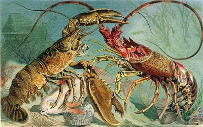 Hummer und Languste, Tafel aus Brehms Tierleben: Allgemeine Kunde des Tierreichs, Bd. 10, S. 44, veröffentlicht vom Bibliographischen Institut, 1893