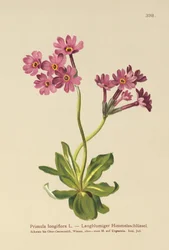 Langblütige Primel (Primula longiflora)