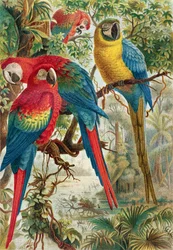 Aras, Tafel aus Brehms Tierleben: Allgemeine Kunde des Tierreichs, Bd. 5, S. 60, veröffentlicht vom Bibliographischen Institut, 1892