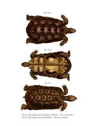 Madagassische Spinnenschildkröte