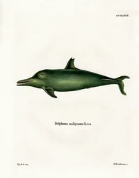Malaiischer Delfin
