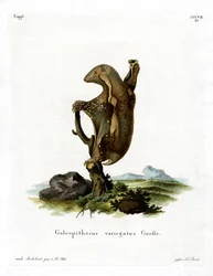 Malaiischer Flughund