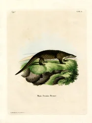 Malaiischer Pangolin
