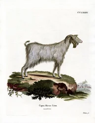 Mamber-Ziege