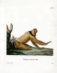 Mähnenfaultier