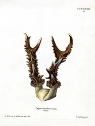 Bergkaninchen-Geweih
