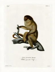 Maskierter Titi