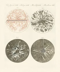 Mikroskopische Ansicht der Kristallisation von Metall