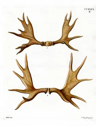 Elchgeweih
