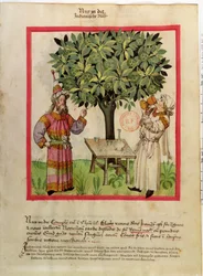 Ms.Lat.9333 fol.11 Ernte von Muskatnüssen, aus Tacuinum Sanitatis