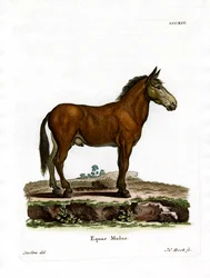 Maultier