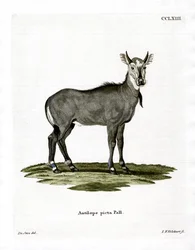 Nilgauantilope