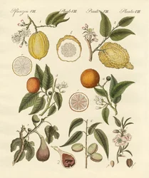 Edle tropische Früchte