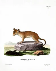 Nordamerikanisches Opossum