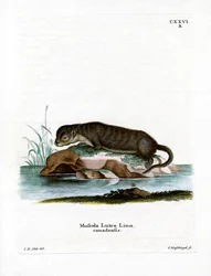 Nordamerikanischer Otter