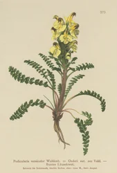 Oeders Läusekraut (Pedicularis versicolor, Pedicularis Oederi)