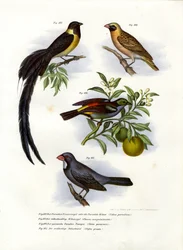 Paradieswitwe, 1864