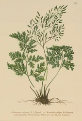 Petersilienfarn (Allosurus crispus, Cryptogramma crispa, Osmunda crispa, Allosorus crispus)