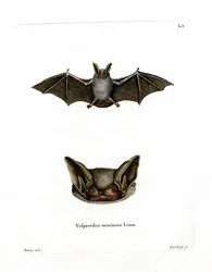 Buntfledermaus