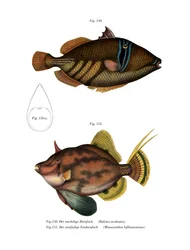 Picasso-Fisch