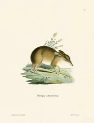 Schweinsfuß-Bandicoot