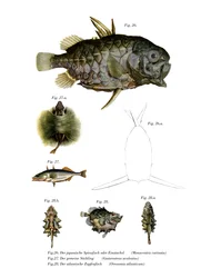 Zapfenfisch