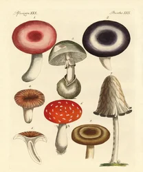 Giftige deutsche Pilze