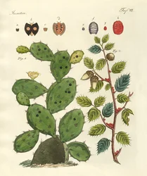 Kostbare Insekten