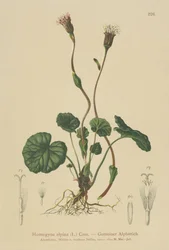 Alpen-Huflattich (Homogyne alpina)