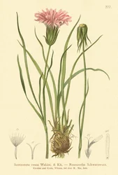 Rosa Schwarzwurzel