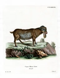Zwergziege