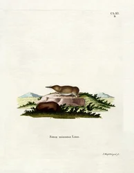 Zwergspitzmaus