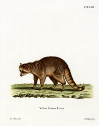 Waschbär