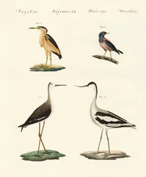 Seltene deutsche Vögel