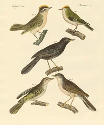 Seltene und schöne europäische und deutsche Vögel