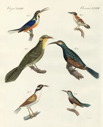 Seltene ausländische Baumläuferarten