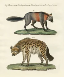 Seltene vierfüßige Tiere