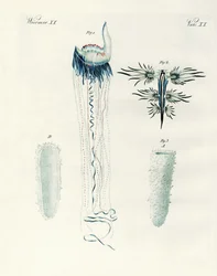 Seltene Arten von Weichtieren