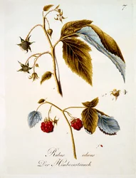 Himbeere, Illustration aus einem Buch über deutsche Wildblumen von Johann Daniel von Reitter, erschienen ca. 1803-5