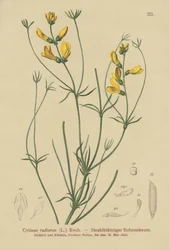 Strahlen-Ginster