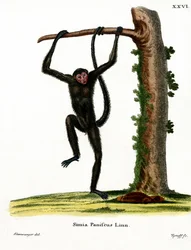 Rotgesichtiger Klammeraffe