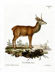Rothirsch