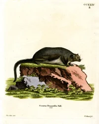 Roter Riesengleithörnchen